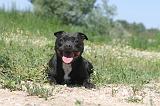 STAFFIE 029